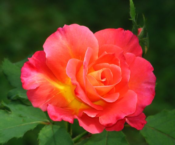 Granada photo gra2013_08260007_zps1f8cd6a6.jpg